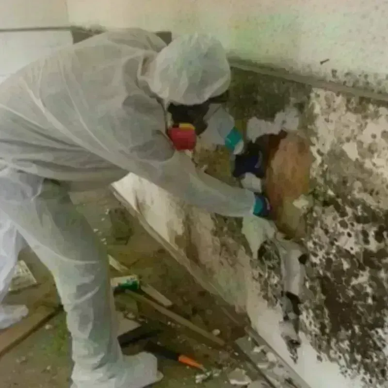 Mold Remediation and Removal in Troy, AL